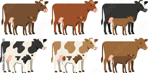 Flat vector illustration of different cow breeds with calves, dairy cattle collection isolated on white background, farm animals livestock set for agriculture design