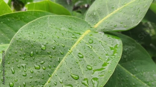 Rain water falls, wetting the leaves. 