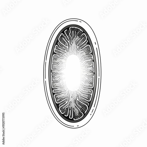 Biological Cell Cross Section Illustration Light Core.