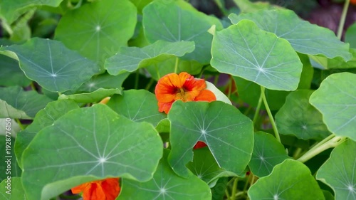 Close up of vibrant orange nasturtium flowers and round green leaves gently swaying in a light breeze, captured in smooth slow motion at 1080p 30fps in a natural garden setting.