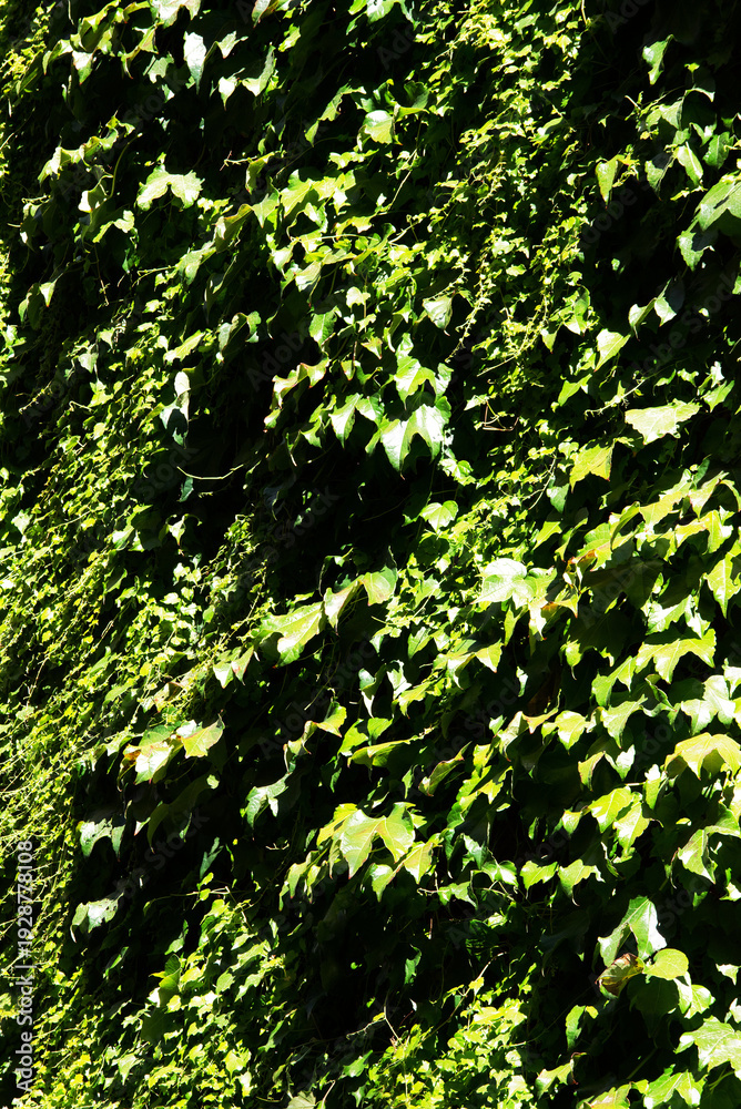 Fototapeta premium sunlit ivy