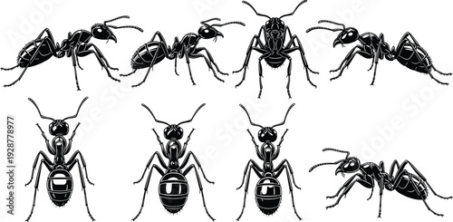 Collection of black vector silhouettes including various ant illustrations in different crawling and standing positions for nature education, pest control services and biological study.