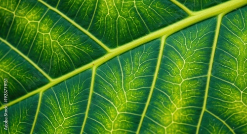 Close-up of green leaf texture and veins.