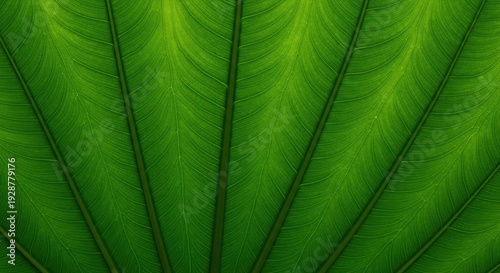 Close-up of a large green leaf texture.