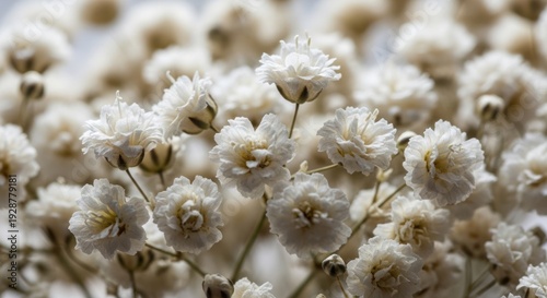 Close up of white babys breath flowers.