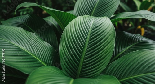 Close up of Calathea plant leaves.