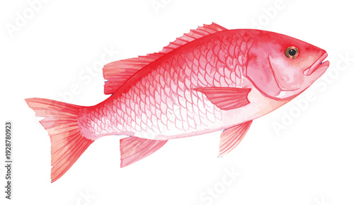 Northern Red Snapper Fish Watercolor Illustration