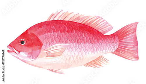 Northern Red Snapper Fish Watercolor Illustration