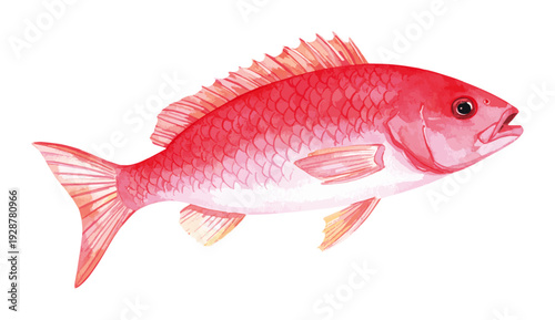 Northern Red Snapper Fish Watercolor Illustration