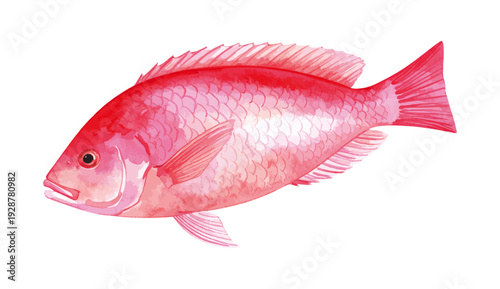 Northern Red Snapper Fish Watercolor Illustration