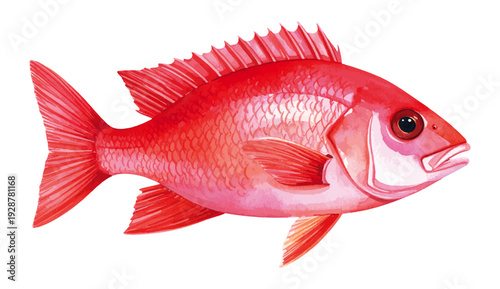 Northern Red Snapper Fish Watercolor Illustration