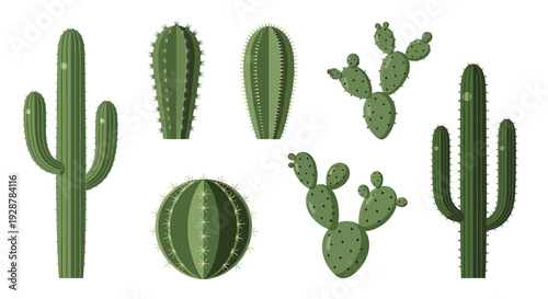 Cacti Plants Collection Various Shapes Sizes.