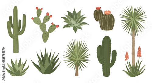 Collection of Various Cacti and Succulent Plants.