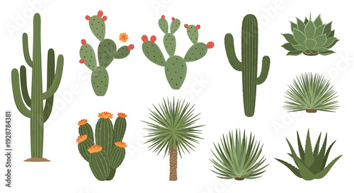 Collection of Various Cactus and Succulent Plants.