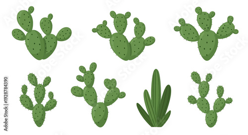 Collection of Various Cactus and Succulent Plants.