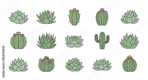 Collection of Various Succulent Plants and Cactus.