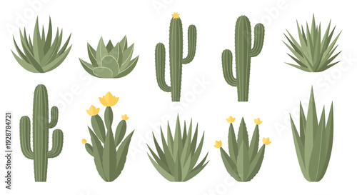 Various Types of Cacti and Succulents.