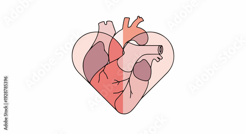 Illustration of a heart with internal structures in various shades of red
