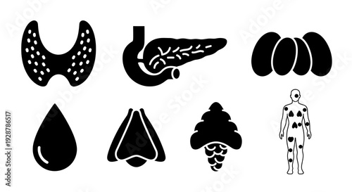Endocrine and Lymphatic System Organs Glands Human Anatomy Vector Silhouette