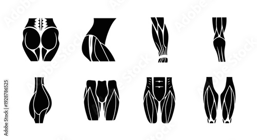 Leg and Gluteal Muscle Anatomy Silhouettes for Fitness Vector Design