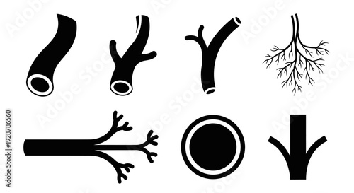 Human Blood Vessel and Respiratory Branching System Anatomy Vector Art