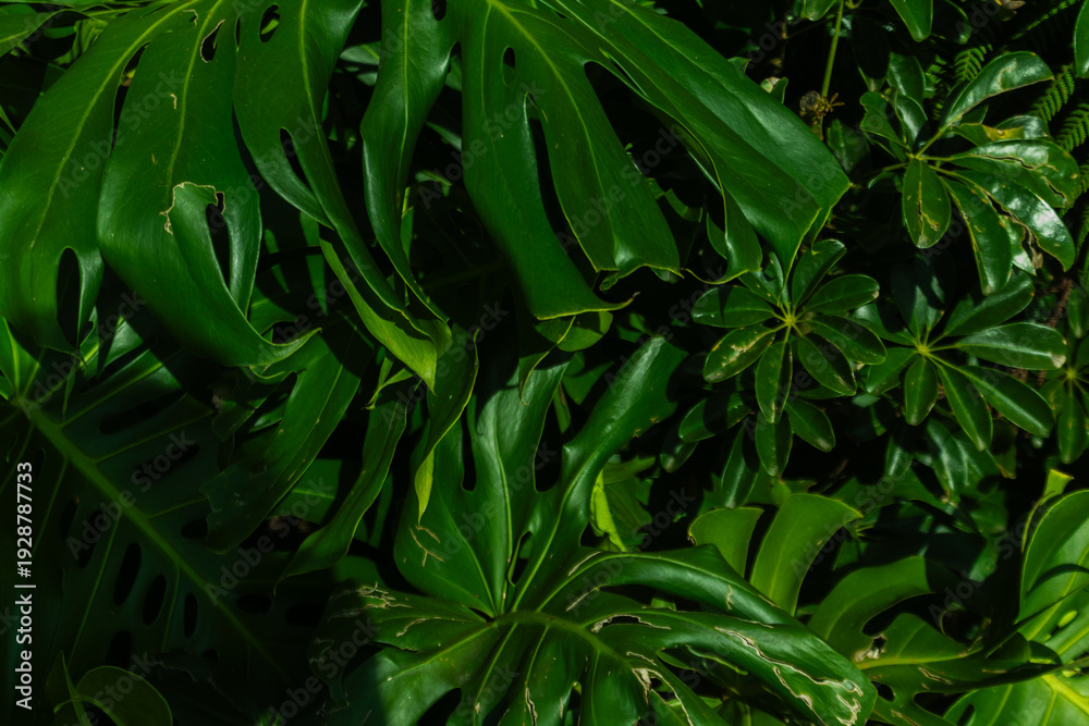 Fototapeta premium Tropical leaf background with vivid, high contrast greens