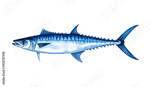 Kingfish Mackerel Fish Watercolor Illustration