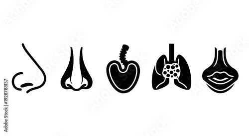 Respiratory System Icons Nose Lungs Trachea and Breathing Process Vector