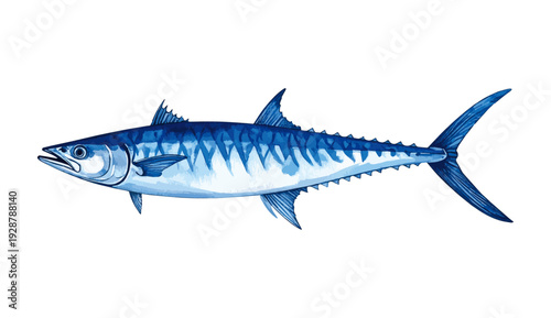 Kingfish Mackerel Fish Watercolor Illustration