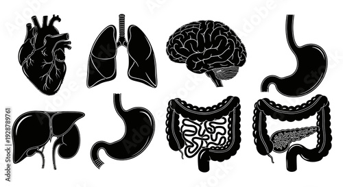 Human Internal Organs Anatomy Silhouette Set for Medical Education Design