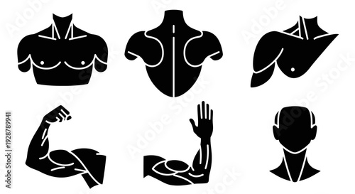 Human Muscle Torso Back And Arm Anatomy Icon Vector Silhouette