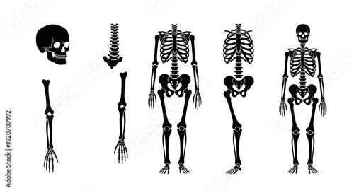 Human Skeleton Bone Parts And Full Body Silhouette Anatomy Vector