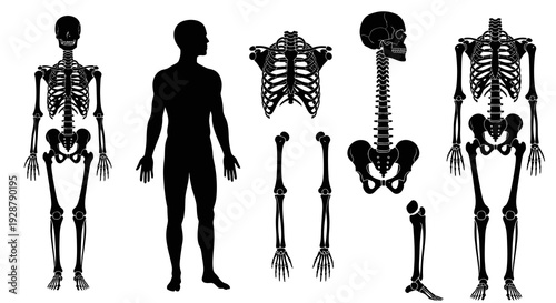 Full Human Skeleton Anatomy And Body Silhouette Vector Medical Set