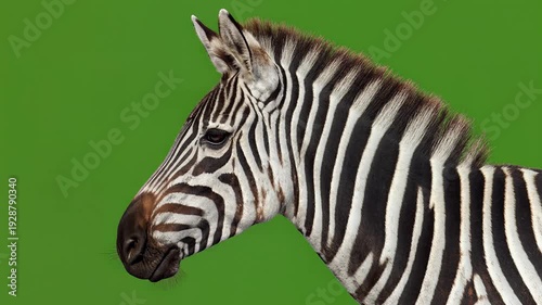 Striking profile of a grevy's zebra head with dynamic black and white stripes, isolated on a vibrant green screen for versatile compositing projects