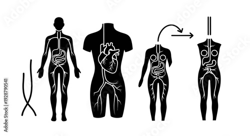 Human Internal Organ System and Circulatory Anatomy Diagram Set