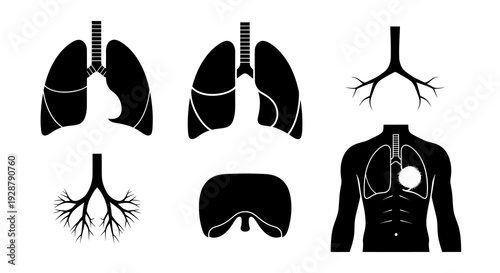 Human Lung Anatomy Respiratory System Diaphragm Bronchi Medical Vector Set