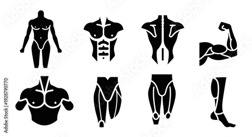 Muscle Body Parts Anatomy Icon Set for Fitness and Health