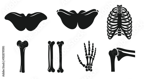 Human Skeleton Bone Set Collection Flat Icon Vector Anatomy Illustration