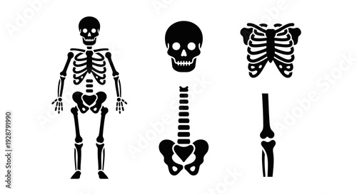 Human Bone Structure Elements Including Skull Spine And Rib Cage