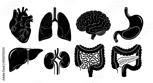 Human Internal Organs Collection Including Brain Heart Liver And Kidneys