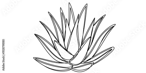 Black and white line drawing of an aloe vera plant with many thick pointed leaves