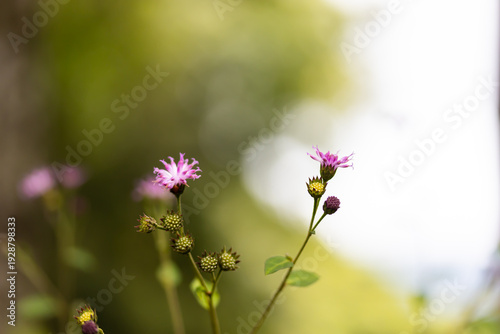 Pink flowers against a blurred green background of leaves, bokeh from backlighting.