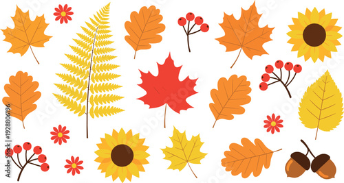 Autumn leaves and fall foliage vector set with maple, oak, sunflower, berries and acorns in colorful seasonal illustration