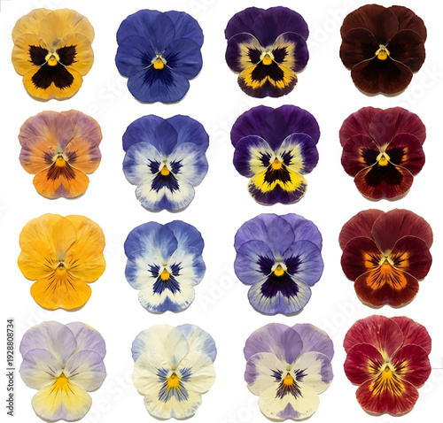 Dried pansy flowers without background for scrapbooking, stickers. Collection of realistic vector colorful pansy flowers, isolated