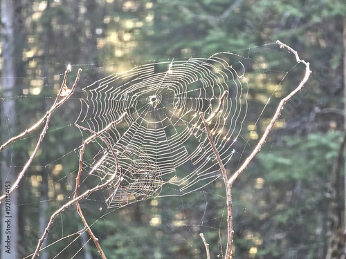 Large spiderweb in the forest with sun shining through tree in the background