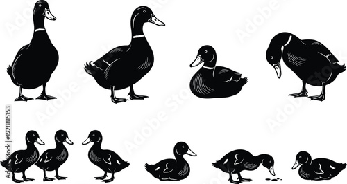 Stylized Black and White Duck Illustrations Featuring Adult Ducks and Ducklings in Various Poses for Educational and Decorative Artwork