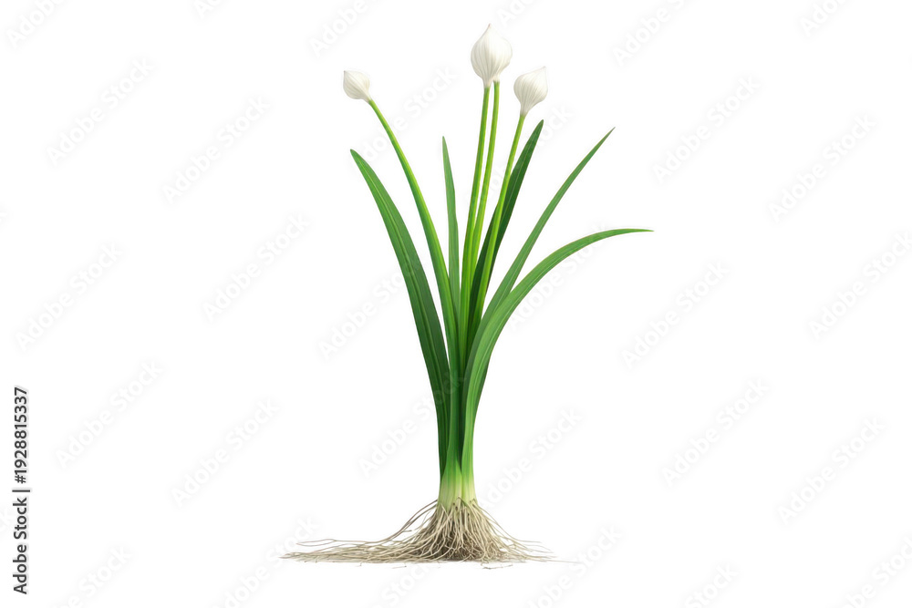 Fototapeta premium Realistic Chive Plant with White Flowers on White Background