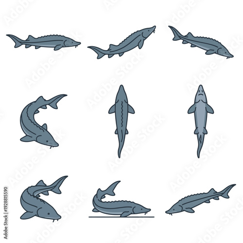 Beluga Sturgeon Fish Poses Flat Vector Illustration Set