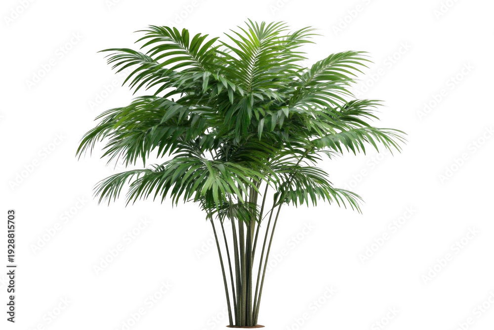 Fototapeta premium Realistic Green Palm Tree Isolated on White Background