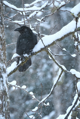 Raven sitting on a branch in a snow storm in Southeast Alaska